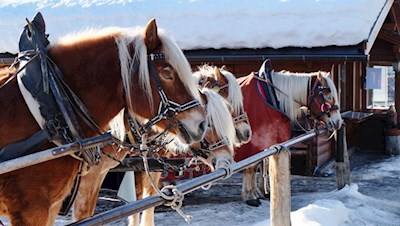 Wer möchte, kann auch mit der Kutsche über die Seiser Alm fahren
