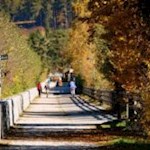 Die herbstbunten Blätter wiegen sich sanft im Wind