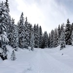 Unsere Wanderung führt durch einen märchenhaft verschneiten Wald