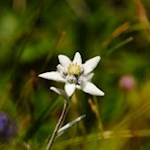 Auch das Edelweiß blüht in den sattgrünen Almwiesen