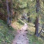 The climb to the Fonda Savio mountain hut goes through the forest
