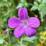 Storchenschnabel am Römerweg