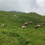 Zahlreiche Kühe weiden in den Almwiesen um die Malga Campo