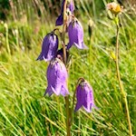 Glockenblume auf dem Weg zur Pecolhütte