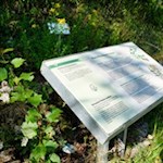 Anregende Informationstafeln säumen den Kräuterweg