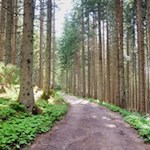 Durch den Karerwald zum Häusler Sam