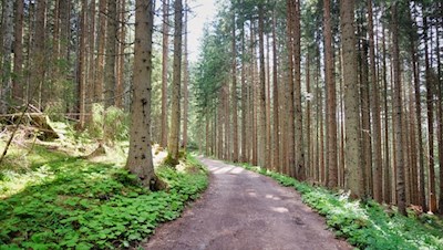 Durch den Karerwald zum Häusler Sam