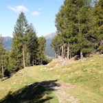 Durch lichte Haine zur Getrumalm