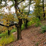 Zahlreiche Kastanienbäume säumen den Keschtnweg