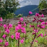 Am Wegesrand gedeihen zarte Nelken