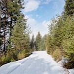 Der Wanderweg zur Ackerboden Alm wird von hohen Bäumen umsäumt