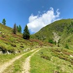 Über alpenrosenbewachsene Hänge auf den Pfunderer Höhenweg