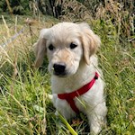 Anche i cani amano i prati e i boschi intorno alla malga d'Ora