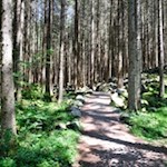 Im Schatten hoher Bäume zu den Reinbach Wasserfällen