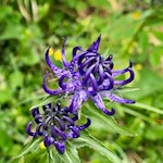 The spherical devil's claw also thrives in the Prato del Putia meadows