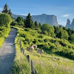 Mit Blick auf den Schlern zur Gstatsch Schwaige