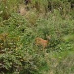 Scheu blickt ein Reh aus dem Gebüsch hervor