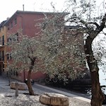 Olive trees at Porto Vecchio in Malcesine