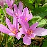 Herbstzeitlose am Jochgrimm