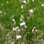 Das weiße Wollgras wiegt sich sanft im Wind