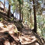 Durch den schattenverheißenden Wald in Richtung Gasthaus Mutkopf