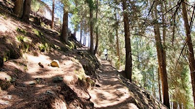 Durch den schattenverheißenden Wald in Richtung Gasthaus Mutkopf