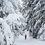 Durch den tiefverschneiten Wald zur Riese Haunold Hütte