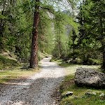 Der Weg führt zunächst im sanften Anstieg durch den Wald