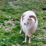 Neugieriger Ziegenbock am Lengsteiner Rundwanderweg