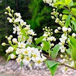 "Alles freuet sich und hoffet, wenn der Frühling sich erneut." (F. Schiller) 