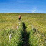 Die Wanderung zur Gstatsch Schwaige führt durch aromatisch duftende Almwiesen