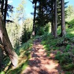 Durch teils lichte, teils dichte Waldstücke zur Klausner Hütte