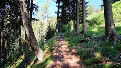 Durch teils lichte, teils dichte Waldstücke zur Klausner Hütte