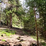 Die Wanderung auf die Geige führt durch den wurzelbeschlagenen Wald