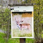 Dammwild gibt es am Naturerlebnisweg Zans auch zu beobachten
