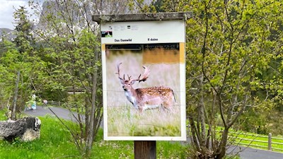 Dammwild gibt es am Naturerlebnisweg Zans auch zu beobachten