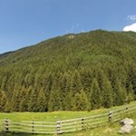 Durch eine traute Almlandschaft zur Lercheralm