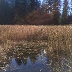 Im Tschaufer Weiher tummeln sich zahlreiche Tiere wie Frösche oder Libellen...