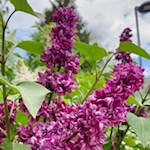 Flieder am Wegesrand