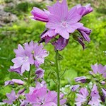 Blumen säumen den Weg zur Stadlalm