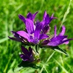 Glockenblume am Wegesrand