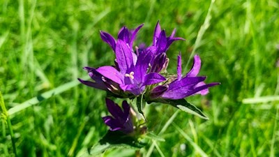 Glockenblume am Wegesrand