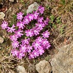 Ein Wahrzeichen der Alpen, die Clusius-Primel ("Jägerblut")