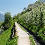 Dem Marlinger Waalweg wohnt ein besonderer Zauber inne