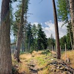 Durch teils dichten, teils lichten Wald zur Tarscher Alm