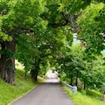 Von Grissian folgt die Wanderung kurz einem asphaltierten Sträßchen