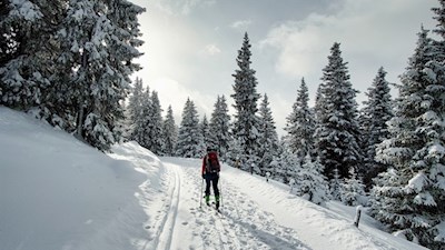Der Panoramaweg Platschjoch wird von schneebehangenen Nadelbäumen umsäumt