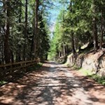 Durch den Wald zur Prantneralm