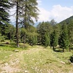 Durch den lichten Wald auf die Karspitze