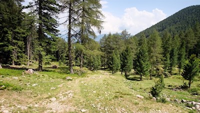 Durch den lichten Wald auf die Karspitze